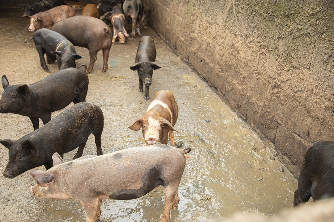 Homem jovem agricultor sobre fazenda
