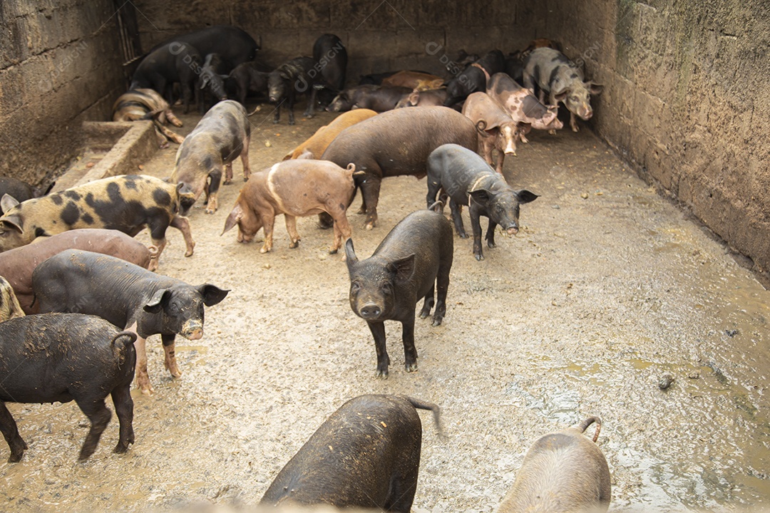 Porcos sobre chiqueiro