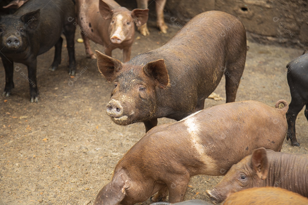 Porcos sobre chiqueiro