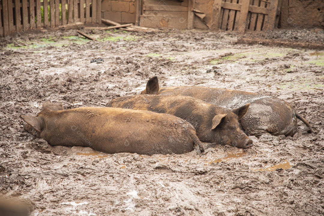 Porcos sobre chiqueiro