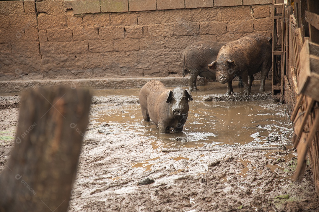 Porcos sobre chiqueiro