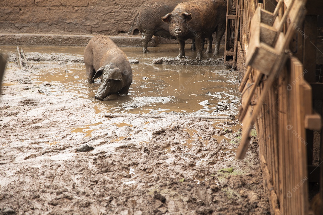 Porcos sobre chiqueiro