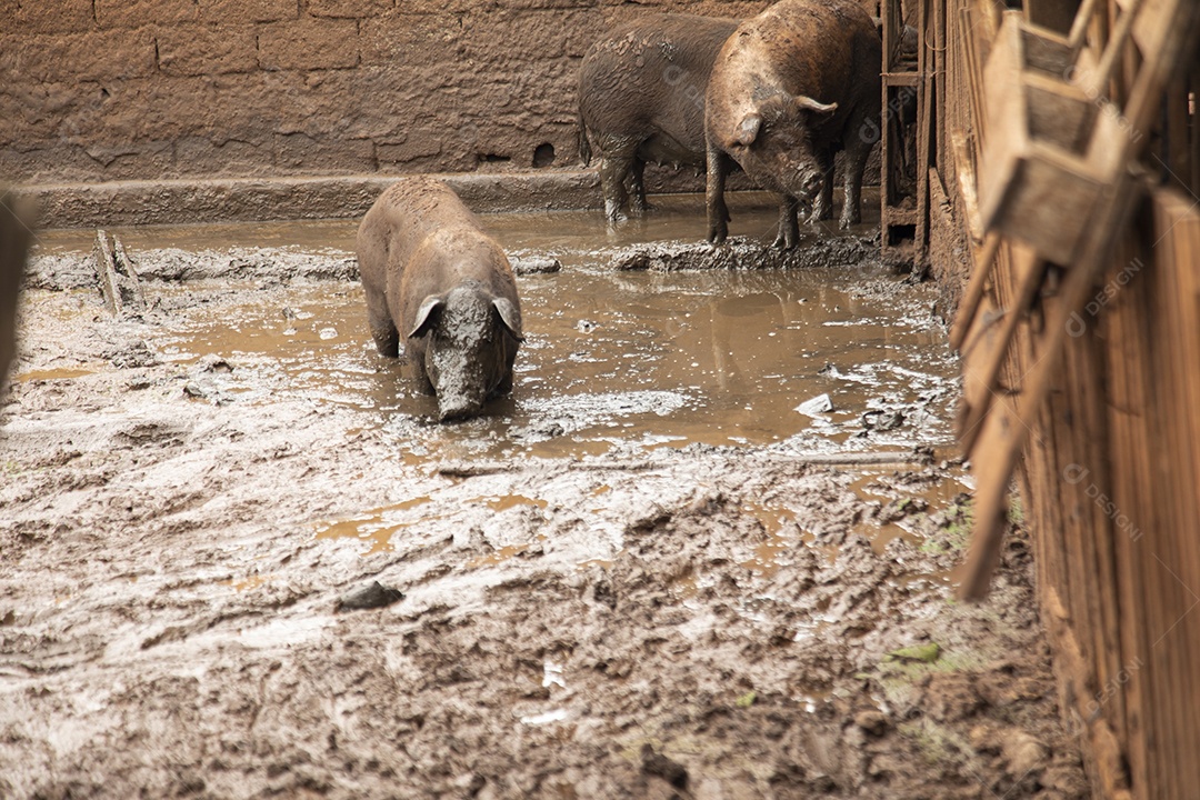Porcos sobre chiqueiro