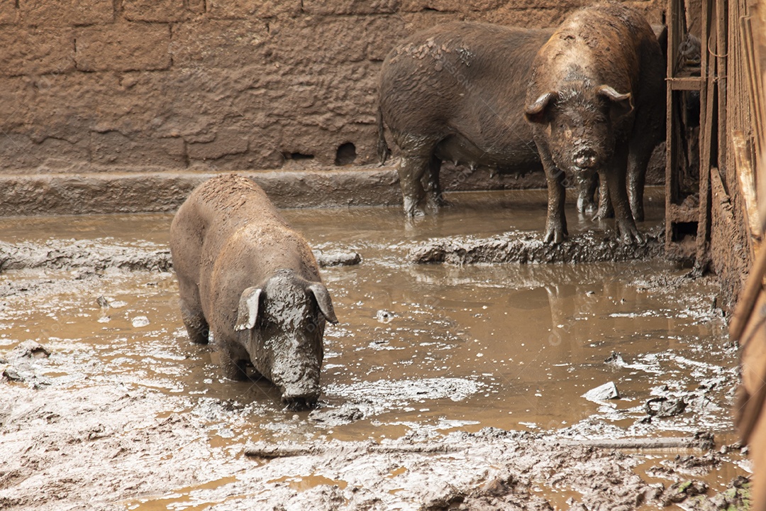 Porcos sobre chiqueiro