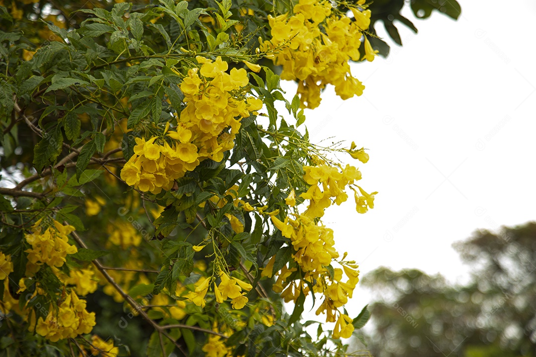 Linda arvore Ypê amarelo
