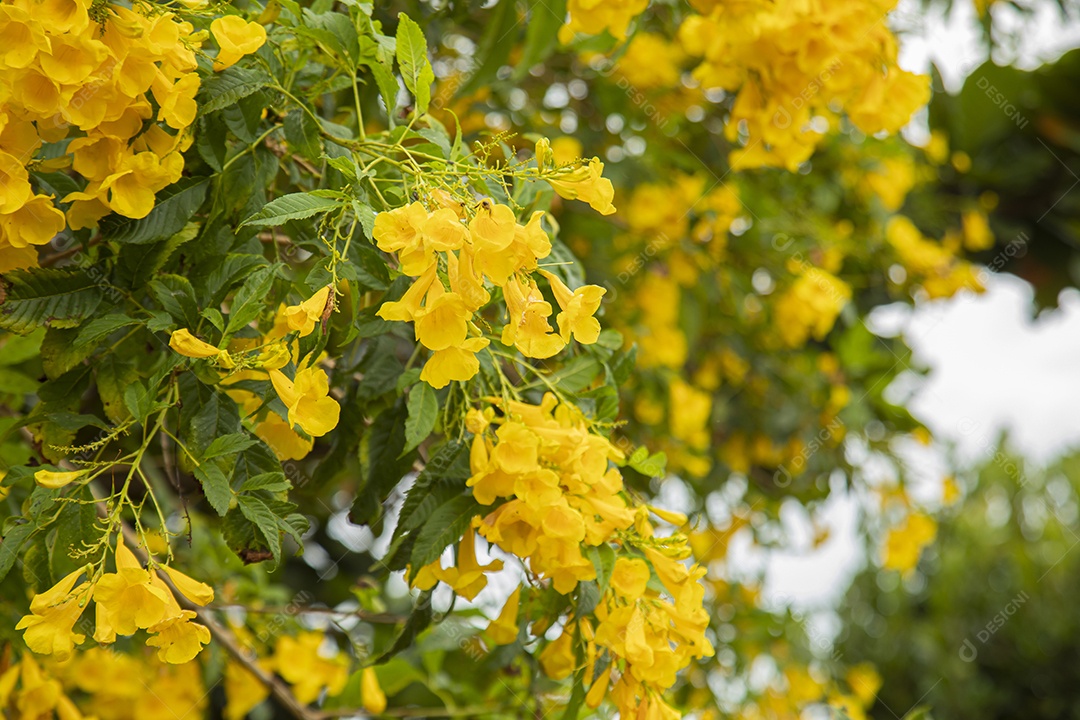 Linda arvore Ypê amarelo