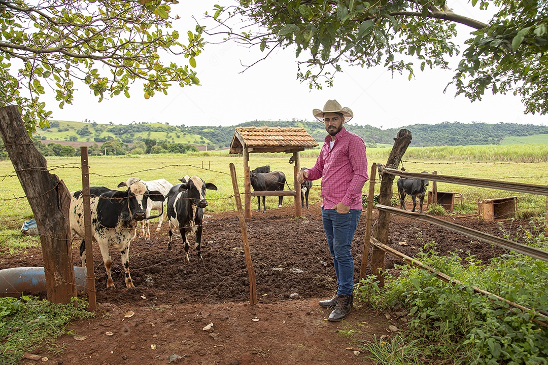 Agricultor alimentando Bovinos sobre cochos fazenda