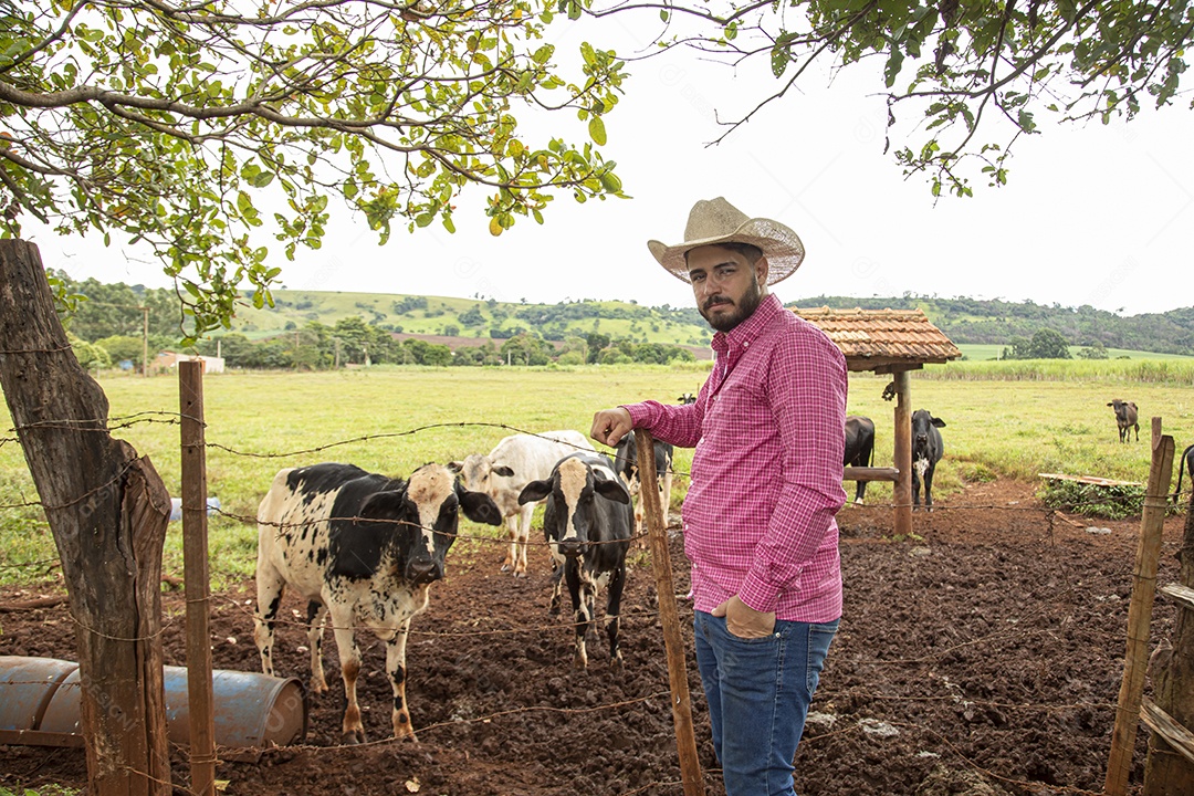 Agricultor alimentando Bovinos sobre cochos fazenda