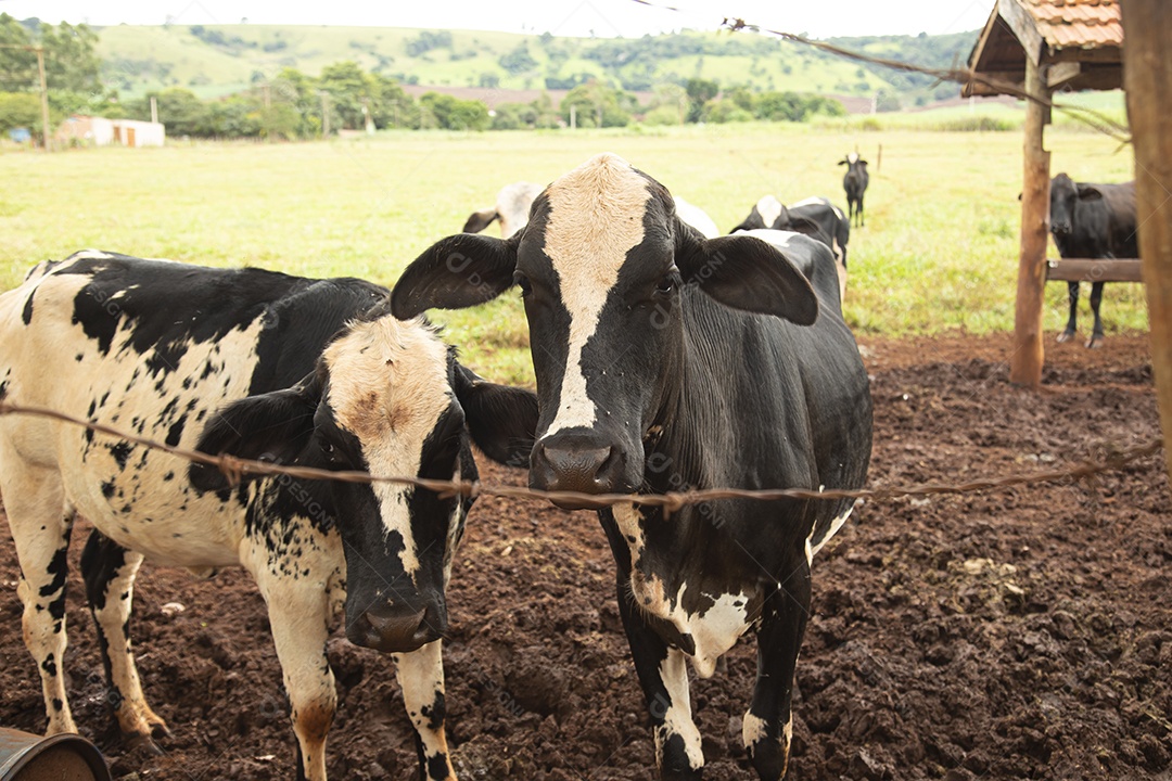 Gado sobre pasto se alimentando sobre fazenda