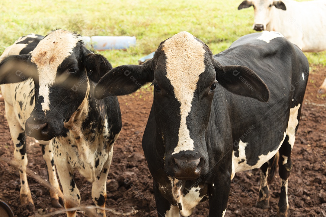 Gado sobre pasto se alimentando sobre fazenda