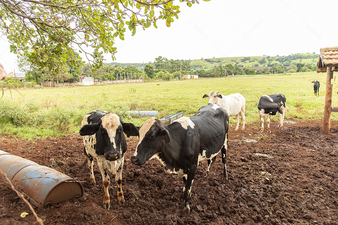 Gado sobre pasto se alimentando sobre fazenda