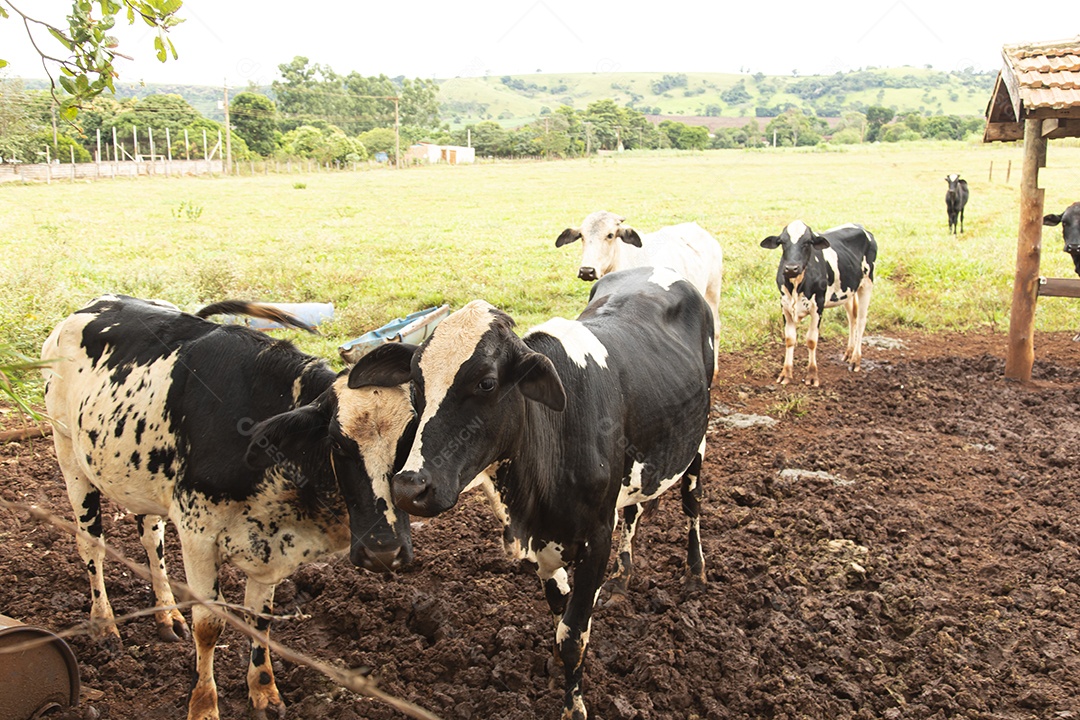 Gado sobre pasto se alimentando sobre fazenda