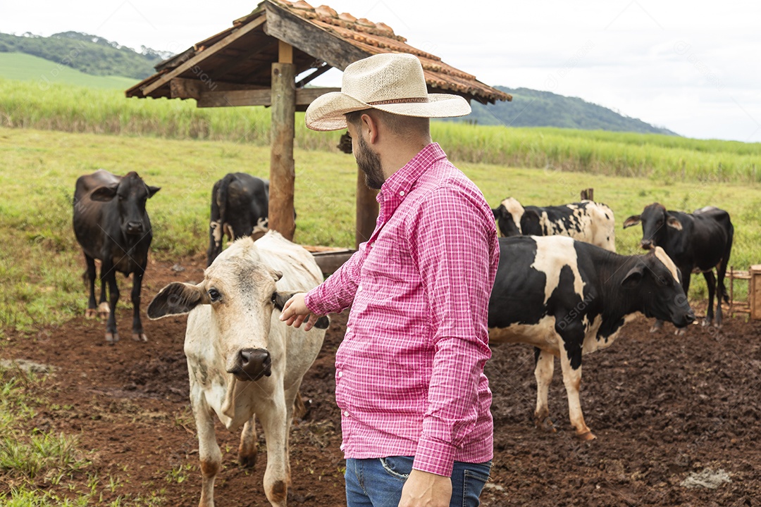 Agricultor alimentando Bovinos sobre cochos fazenda