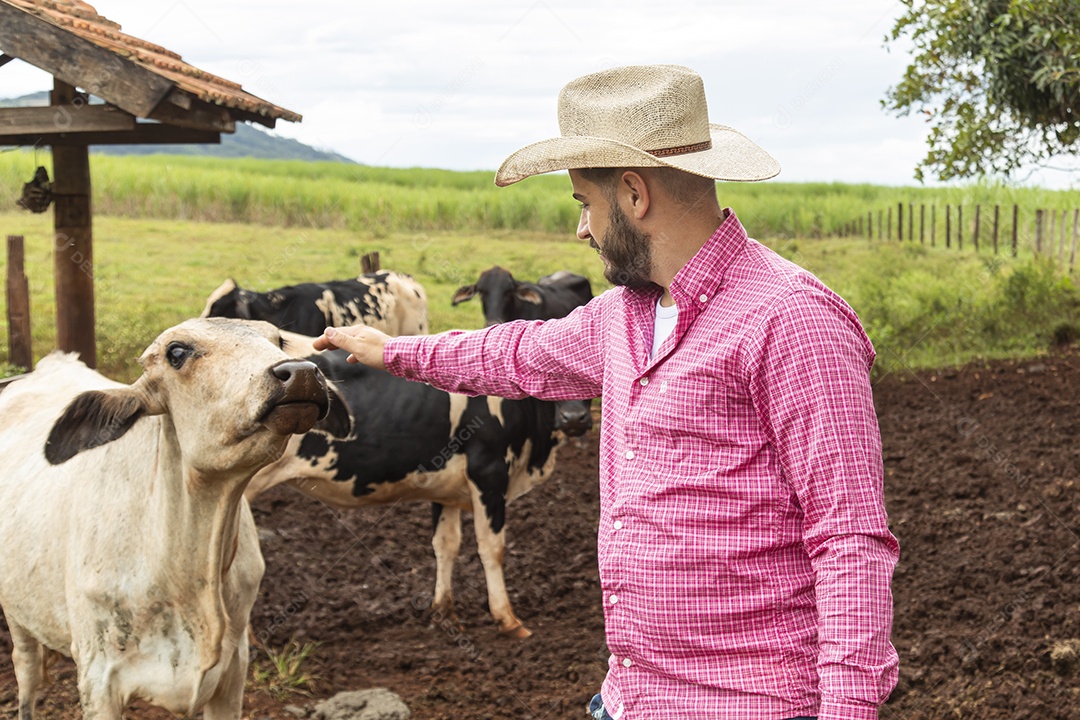 Agricultor alimentando Bovinos sobre cochos fazenda