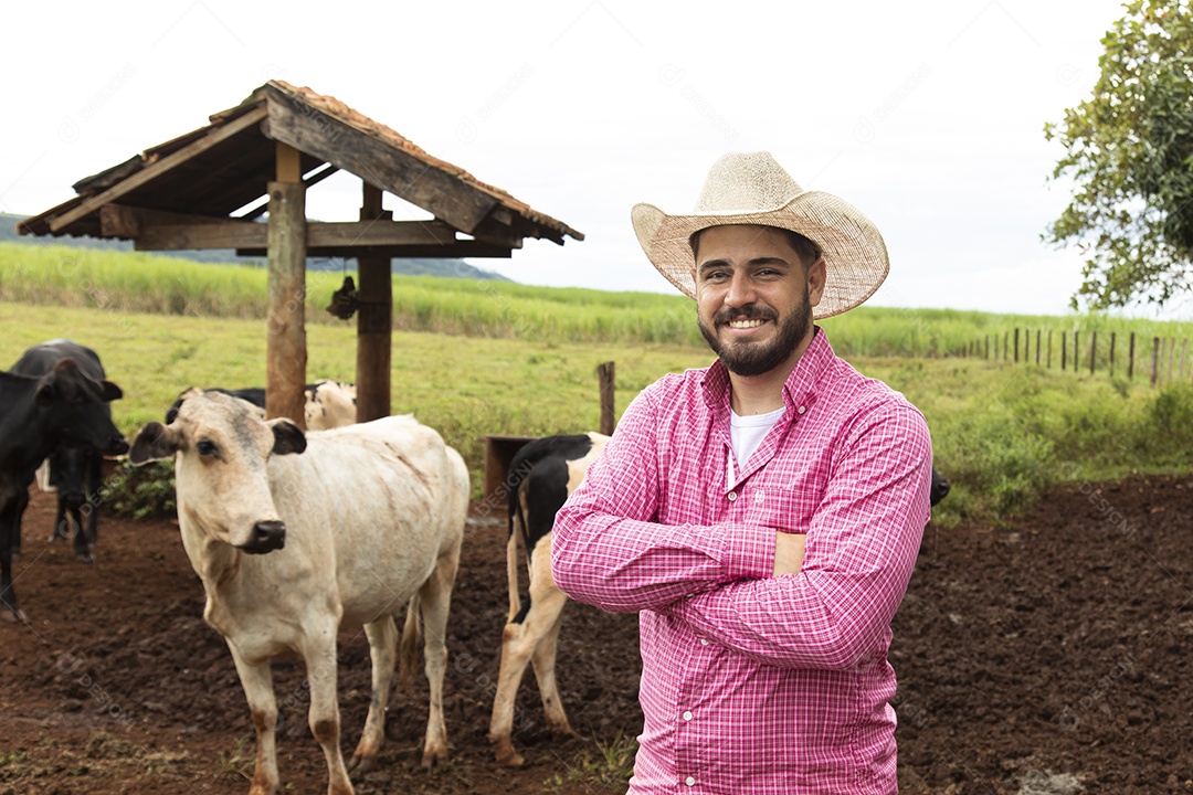 Agricultor alimentando Bovinos sobre cochos fazenda
