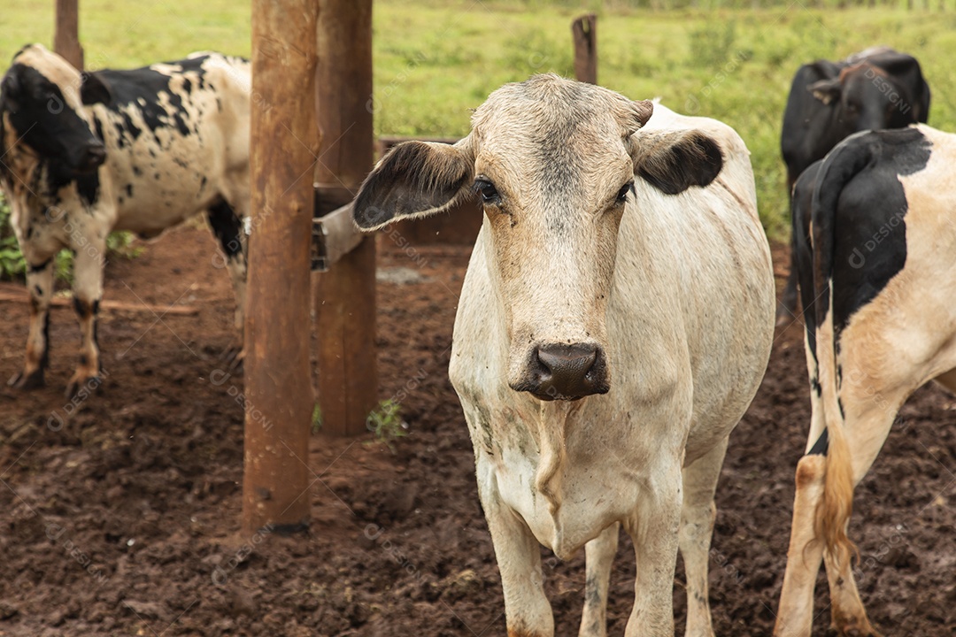 Agricultor alimentando Bovinos sobre cochos fazenda