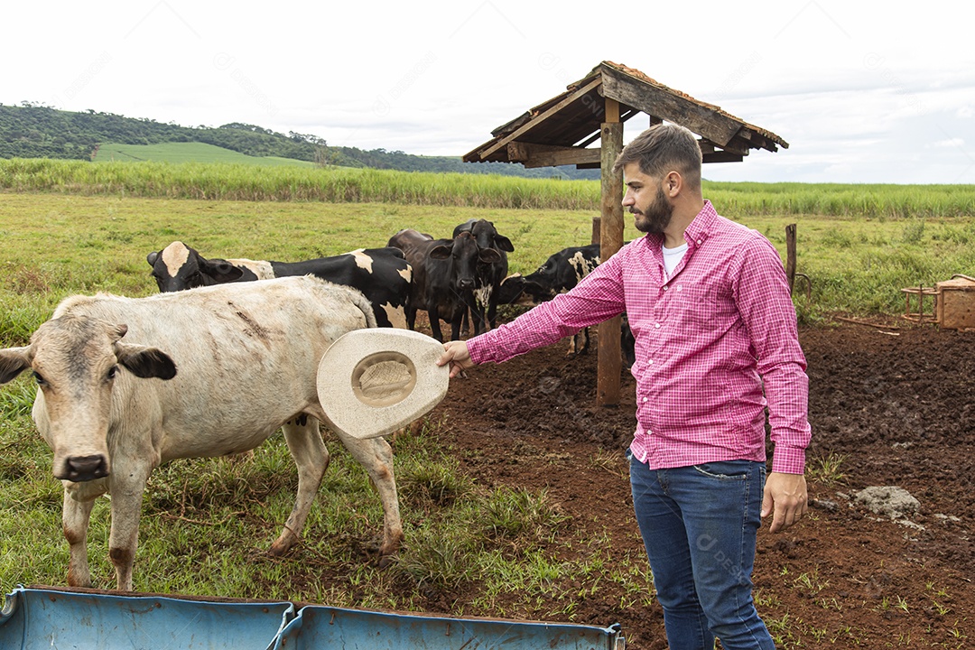 Agricultor alimentando Bovinos sobre cochos fazenda