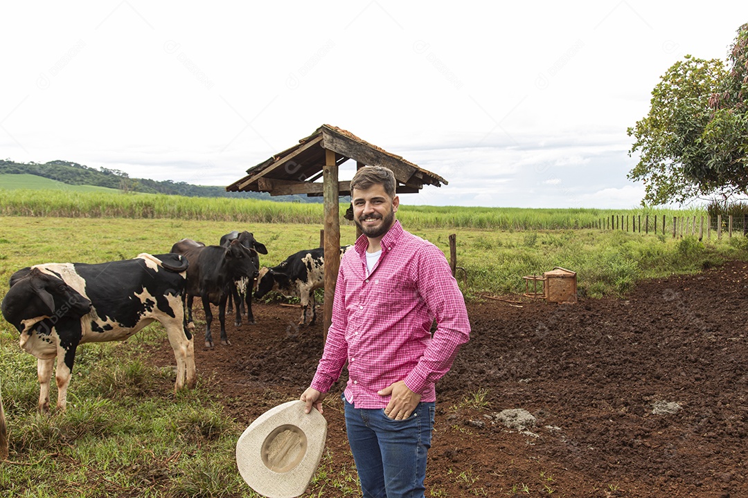 Agricultor alimentando Bovinos sobre cochos fazenda