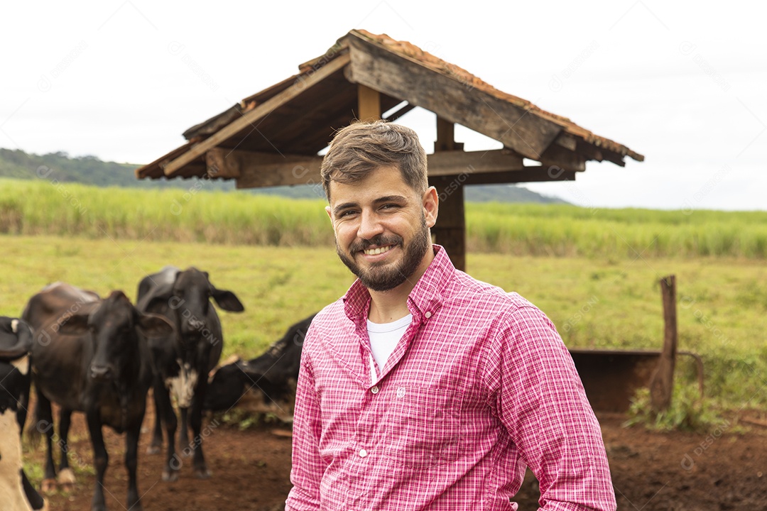 Agricultor alimentando Bovinos sobre cochos fazenda