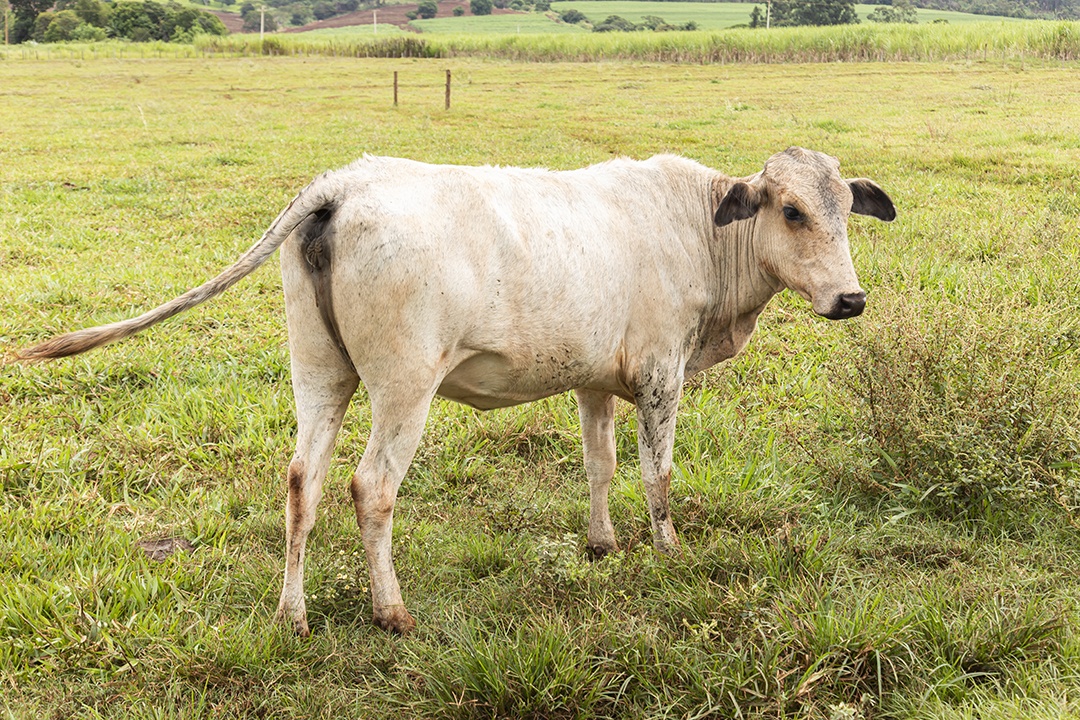 Gado sobre pasto se alimentando sobre fazenda
