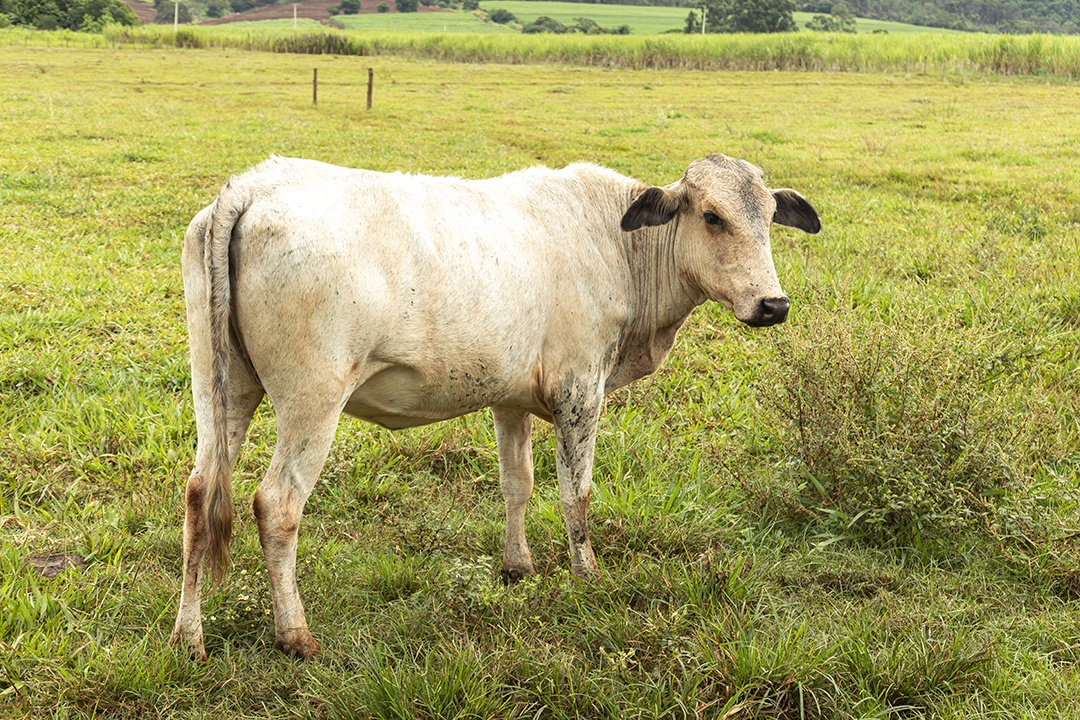 Gado sobre pasto se alimentando sobre fazenda