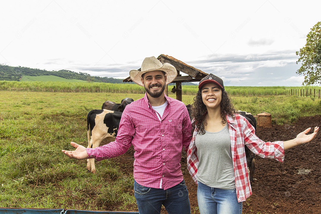 Agricultores alimentando Bovinos sobre cochos fazenda