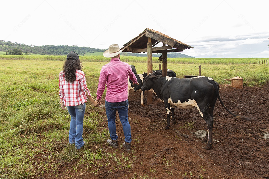 Agricultores alimentando Bovinos sobre cochos fazenda