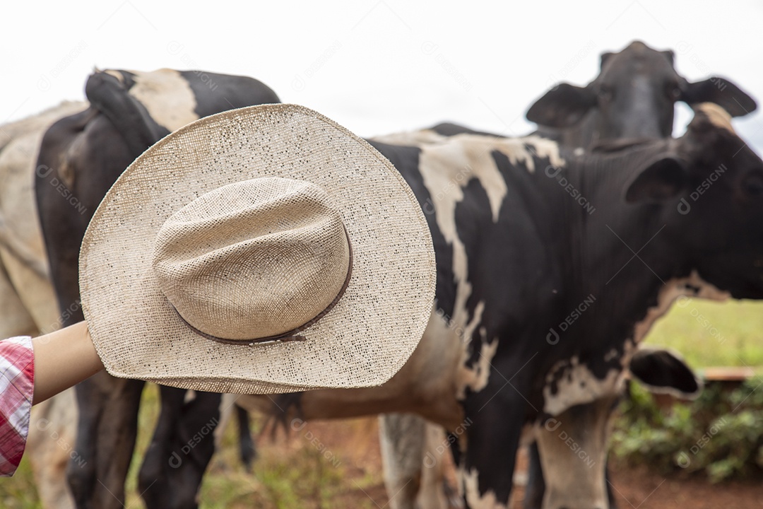 Bovinos sobre cochos fazenda