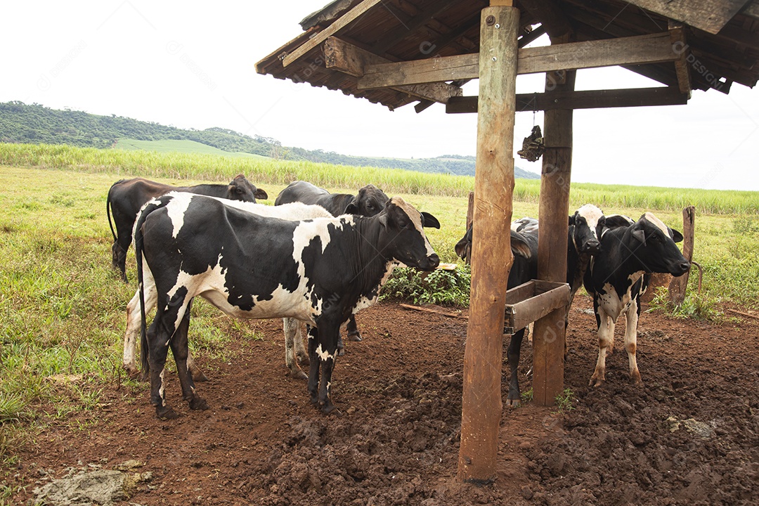 Bovinos sobre cochos fazenda