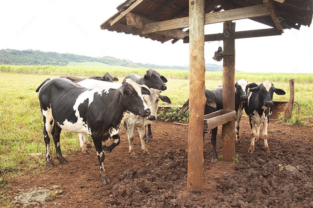 Agricultor alimentando Bovinos sobre cochos fazenda