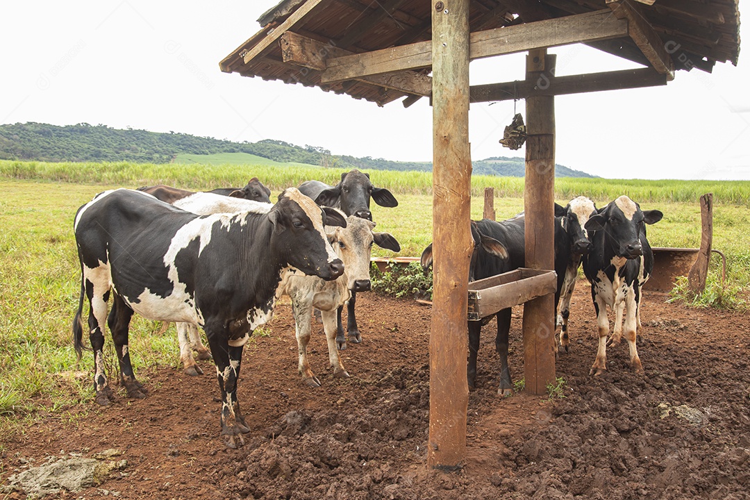 Agricultor alimentando Bovinos sobre cochos fazenda