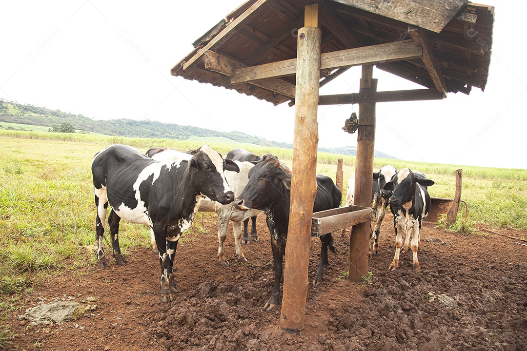 Agricultor alimentando Bovinos sobre cochos fazenda