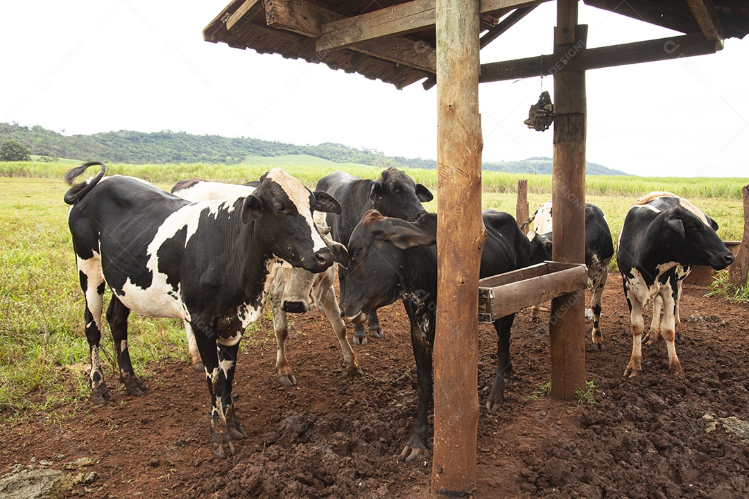 Agricultor alimentando Bovinos sobre cochos fazenda