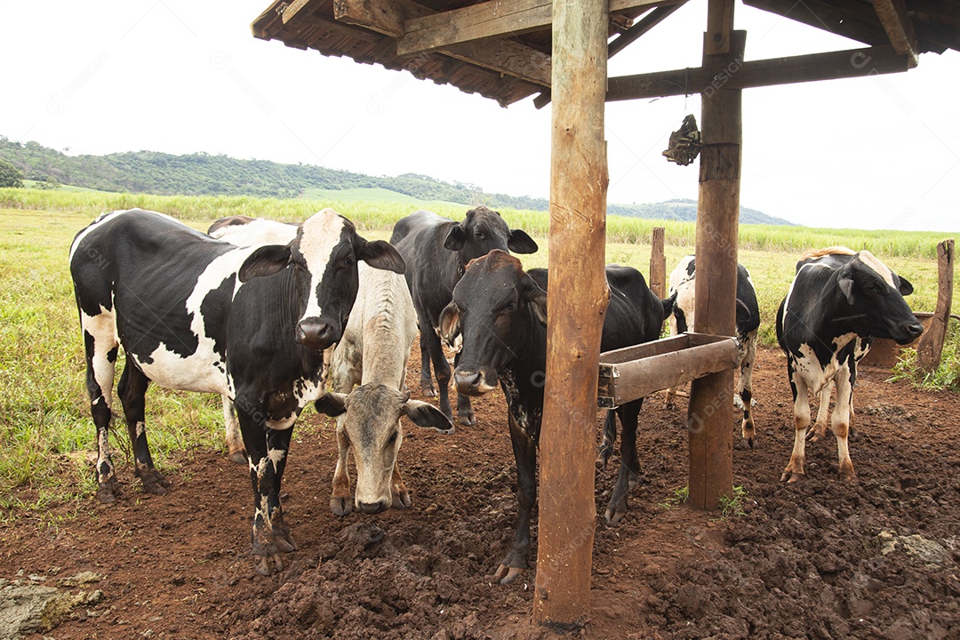Agricultor alimentando Bovinos sobre cochos fazenda