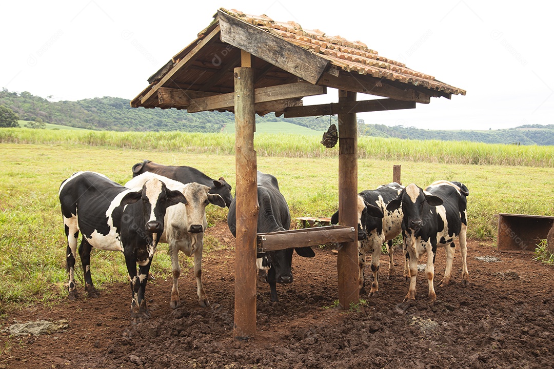 Agricultor alimentando Bovinos sobre cochos fazenda