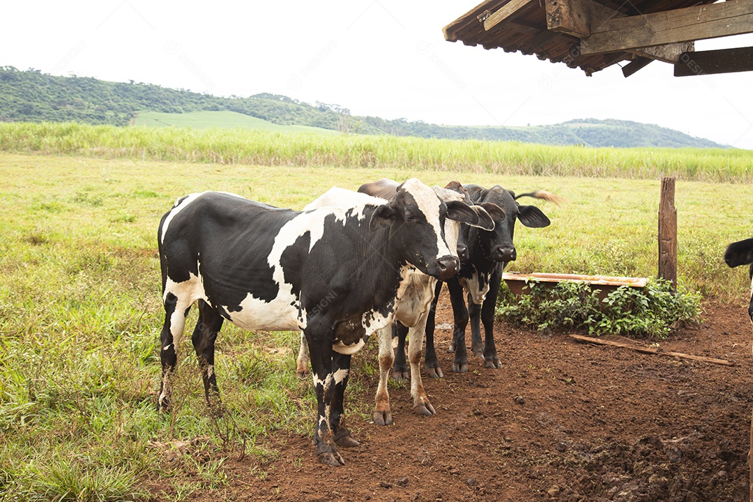 Agricultor alimentando Bovinos sobre cochos fazenda