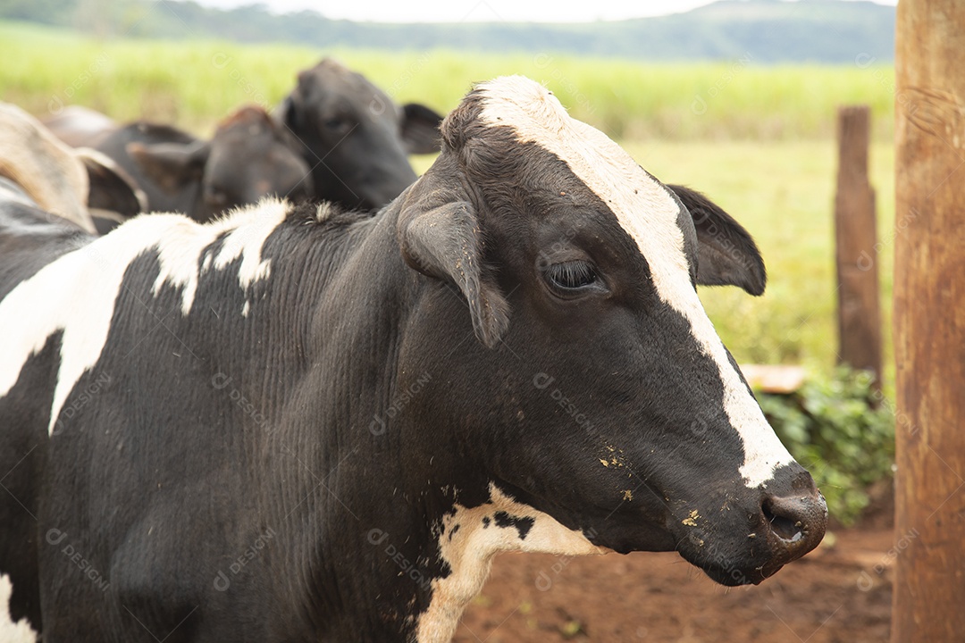 Agricultor alimentando Bovinos sobre cochos fazenda