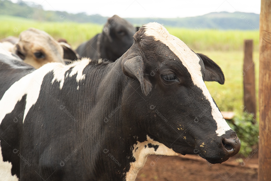 Agricultor alimentando Bovinos sobre cochos fazenda