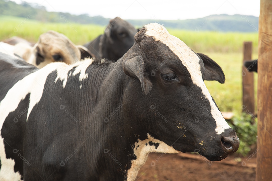 Agricultor alimentando Bovinos sobre cochos fazenda