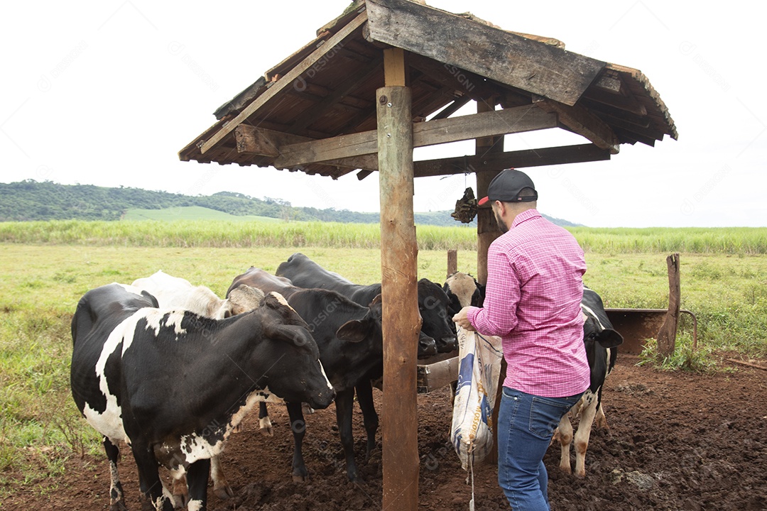 Agricultor alimentando Bovinos sobre cochos fazenda