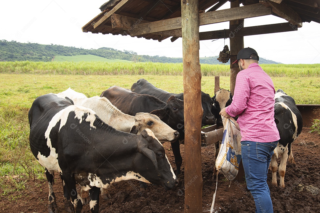 Agricultor alimentando Bovinos sobre cochos fazenda