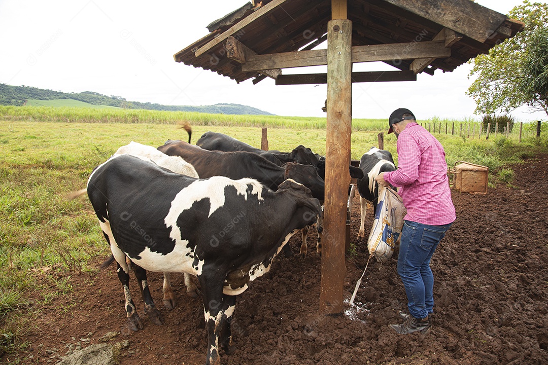 Agricultor alimentando Bovinos sobre cochos fazenda