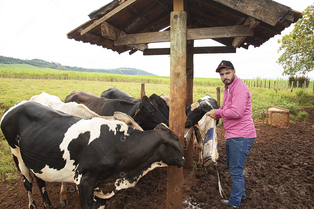 Agricultor alimentando Bovinos sobre cochos fazenda