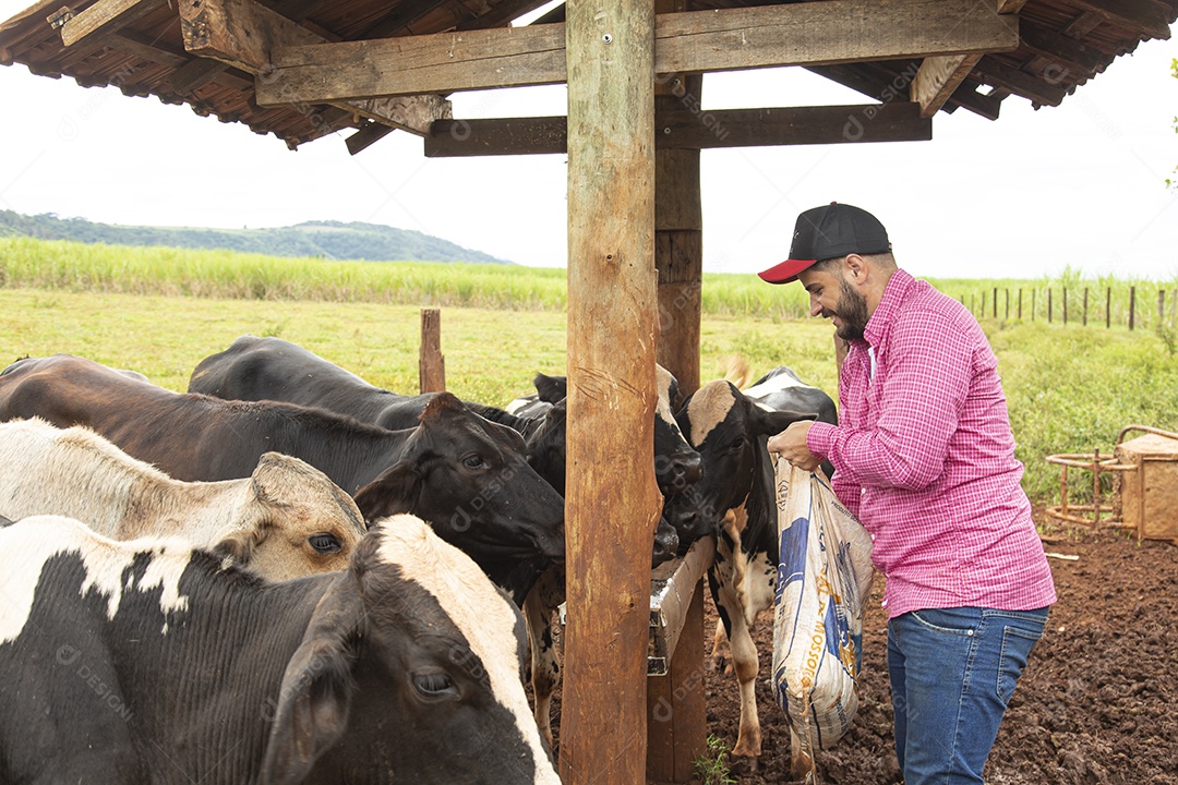 Agricultor alimentando Bovinos sobre cochos fazenda