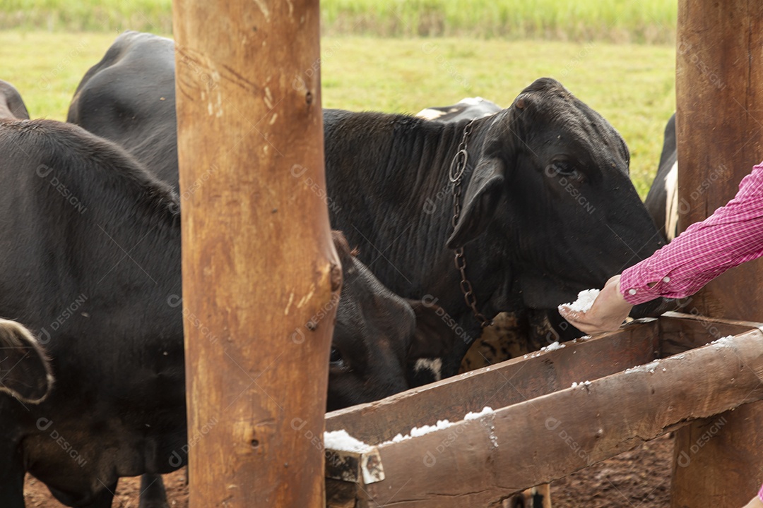 Agricultor alimentando Bovinos sobre cochos fazenda