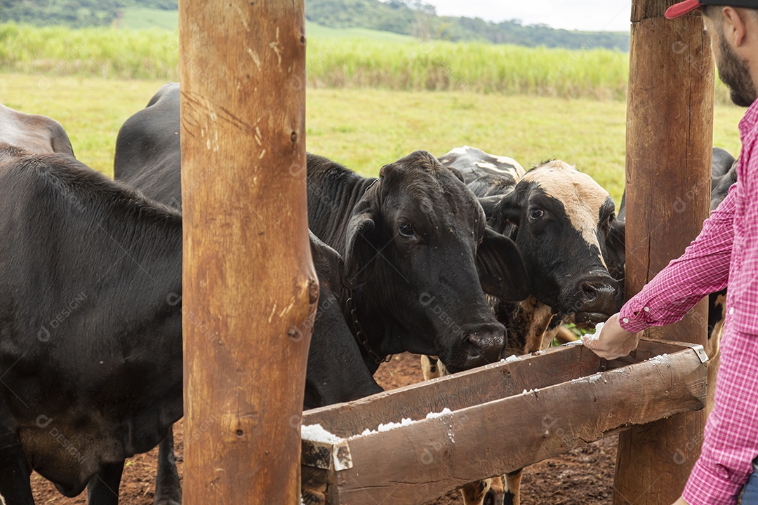 Agricultor alimentando Bovinos sobre cochos fazenda