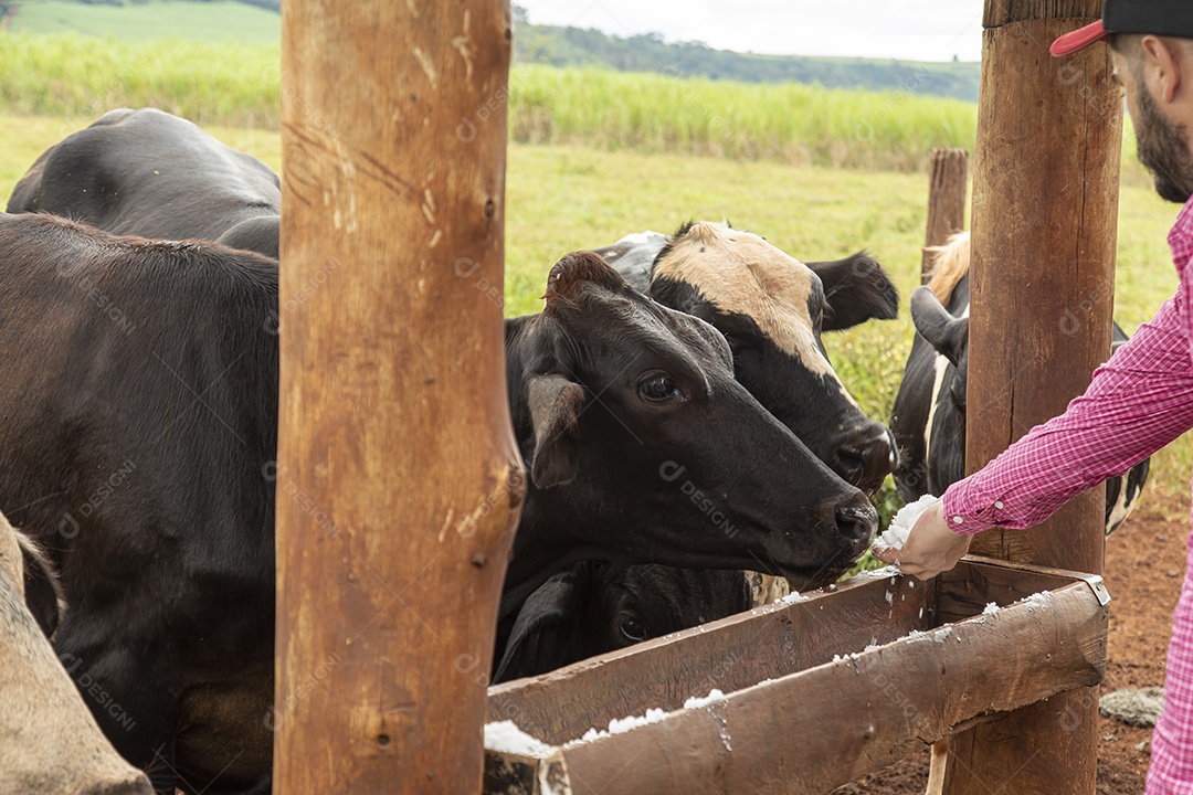 Agricultor alimentando Bovinos sobre cochos fazenda