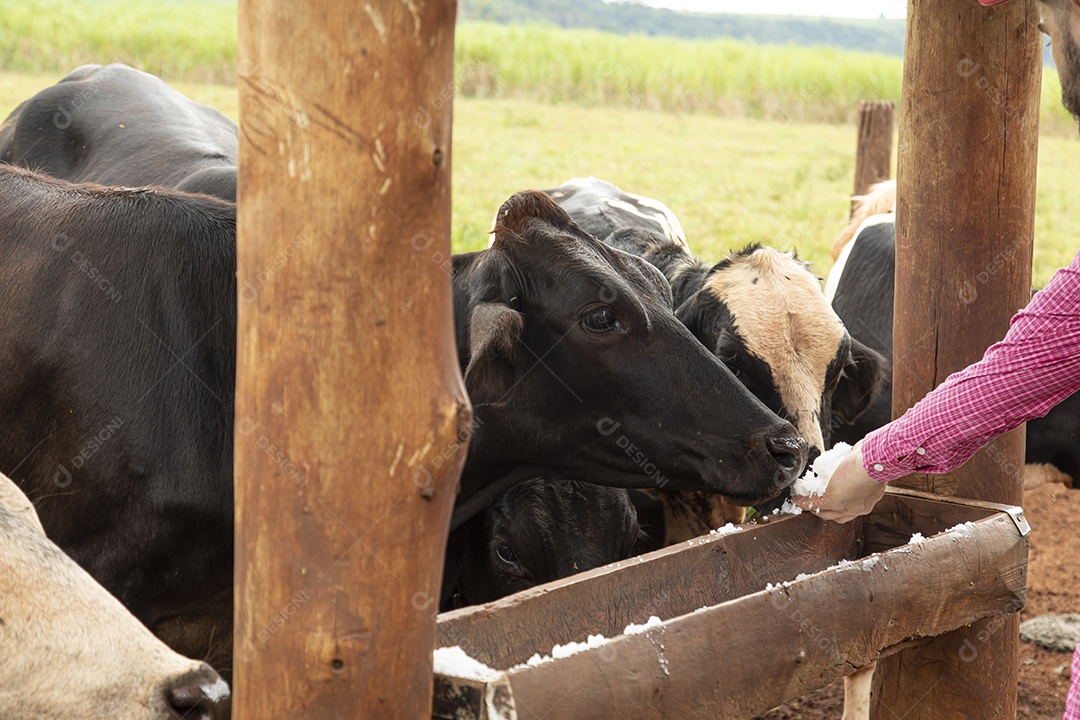 Agricultor alimentando Bovinos sobre cochos fazenda