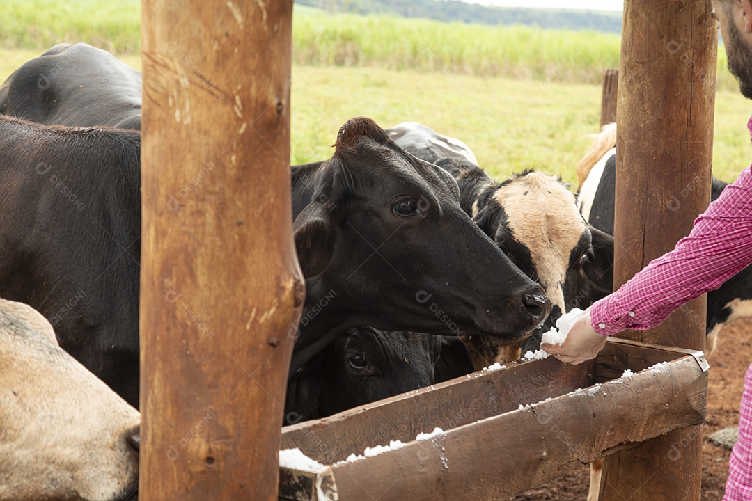 Agricultor alimentando Bovinos sobre cochos fazenda