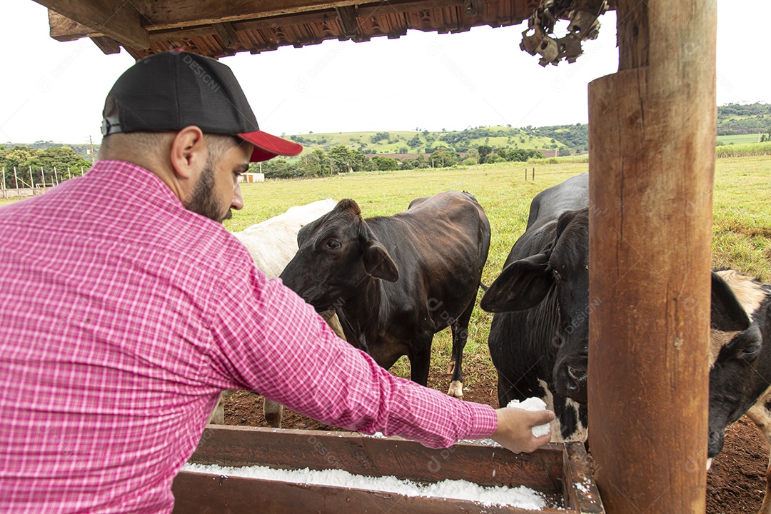 Homem agricultor alimentando Bovinos sobre cochos fazenda